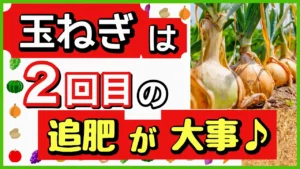 玉ねぎを大きくする追肥のタイミング｜2回目・3回目の時期と肥料の量のアイキャッチ