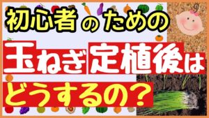 初心者は必ずコレをやれ！玉ねぎ植え付け１ヶ月の重要な管理♪追肥と水やり【プランター・玉ねぎ栽培】のアイキャッチ