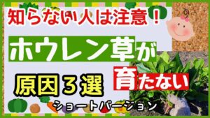 知らないと失敗する！ホウレン草が育たない原因３選【ほうれん草栽培・育て方】のアイキャッチ