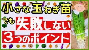 意外と知られていない！小さな玉ねぎ苗でも失敗しない３つの秘訣【初心者・玉ねぎ栽培の植え付け方】