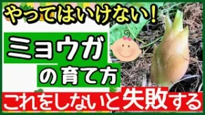 ミョウガの育て方を紹介するアイキャッチ