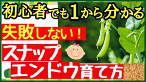 たくさん収穫できる♪スナップエンドウの育て方！初心者でも失敗しない苗の選び方～収穫までの栽培の全てを徹底解説【プランター家庭菜園】