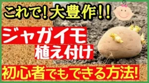 【これで大豊作！ジャガイモ栽培】種芋の準備～植え付け・初心者でも失敗しない方法～プランター家庭菜園～のアイキャッチ
