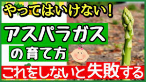 アスパラガスの育て方を紹介するアイキャッチ