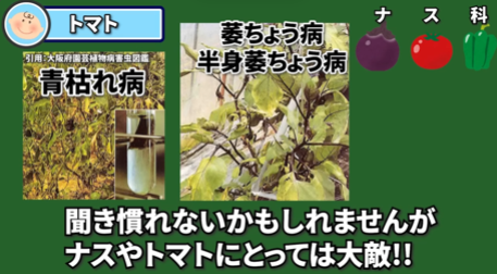 ナスと相性が悪い野菜②トマト