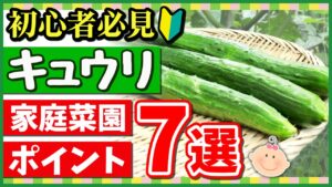 キュウリの育て方【プランターOK】家庭菜園初心者でも30本以上収穫できる7つのコツを完全解説