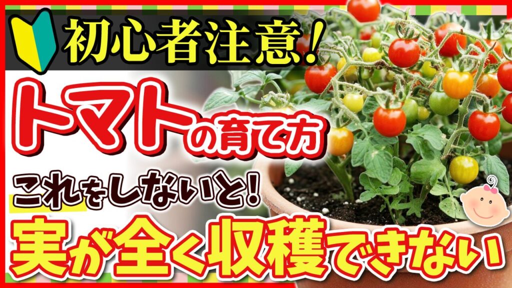 【初心者向け】トマトの育て方｜植え付け～収穫まで全部分かる！失敗しない最強の栽培ガイド 