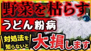 【無農薬で安心】うどんこ病から植物を守る方法|家庭菜園の強い味方!