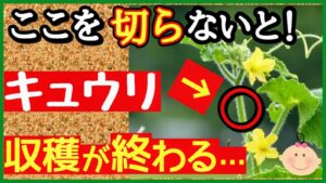 キュウリの摘芯と栽培管理のコツのアイキャッチ画像