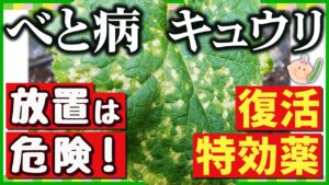 べと病に効く!キュウリを救う3つの最強テク【プランターOK・家庭菜園】