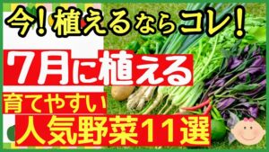【夏スタート】7月からの家庭菜園にぴったりな野菜11選|プランター栽培OK
