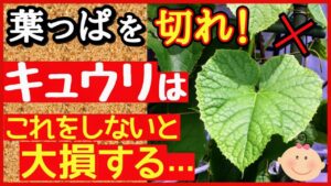 キュウリの葉かきのやり方|取る葉・残す葉と枚数・タイミング