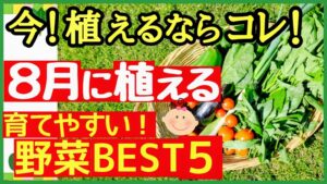 8月スタートの育てやすい野菜を紹介する記事のアイキャッチ