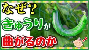 キュウリが曲がる原因｜肥料不足・水切れ・受粉不良とまっすぐ育てる対策
