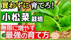 小松菜の種まきから収穫までを解説する記事のアイキャッチ