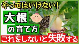 【家庭菜園初心者向け・大根栽培】畑でもプランターでも失敗なし！美味しい大根栽培のコツとはのアイキャッチ