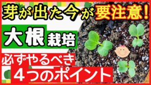 【超重要！大根栽培の基本】初心者でも真っすぐ綺麗に育つ4つのポイントとは？のアイキャッチ