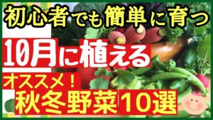 初心者でも安心！10月に植えて育てやすい秋冬野菜10選のアイキャッチ