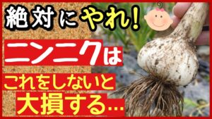 ニンニクの育て方と特大サイズを収穫するための品種選びのサムネイル