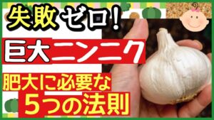 ニンニク栽培の完全ガイド！大きなニンニクを育てる5つのコツ【初心者向け家庭菜園】のアイキャッチ