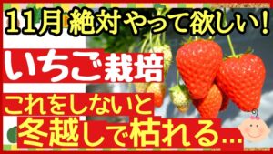 【イチゴ栽培11月】これをしないと枯れる！冬越し成功の4つの管理と春の収穫を増やすコツ｜家庭菜園・プランター対応のアイキャッチ