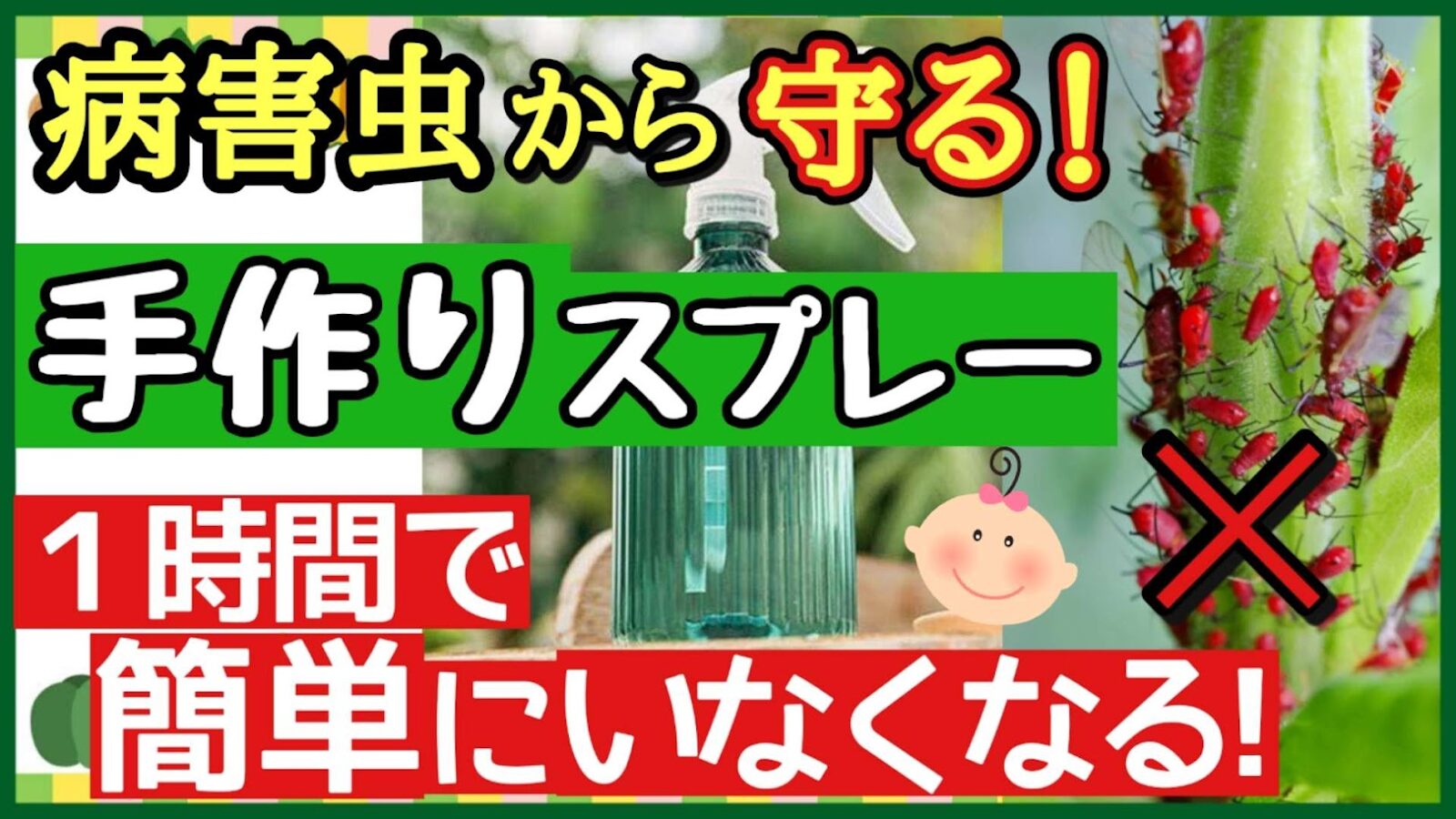 自然農薬スプレーの作り方|アブラムシ・ハダニ対策に!ワカメ煮汁&ニンニク唐辛子で無農薬栽培