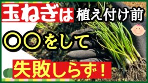 知らなきゃ損！玉ねぎを植える前に必ずやるべき3つの準備｜家庭菜園で失敗しない最強の育て方 