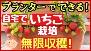 【初心者向け】自宅で無限に収穫できるイチゴ栽培！プランターでできる最強の育て方と株更新のコツ のアイキャッチ