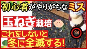 玉ねぎ苗の植え付け方を解説する記事のアイキャッチ