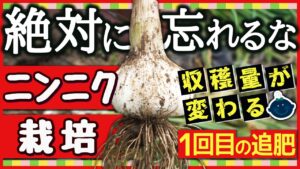 【にんにく栽培】冬前が勝負！小さなニンニクにならないための追肥タイミングとコツ｜初心者でも収穫量を増やす冬越し対策のアイキャッチ