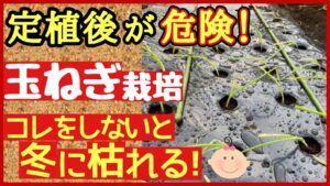 【玉ねぎ栽培】定植後すぐにやるべき3つの管理ポイント｜失敗せず大玉を収穫するコツのアイキャッチ