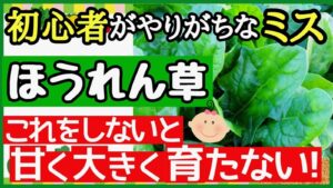 初心者でもできる！甘くて大きいほうれん草の育て方と失敗しないコツ【家庭菜園・プランター】のアイキャッチ