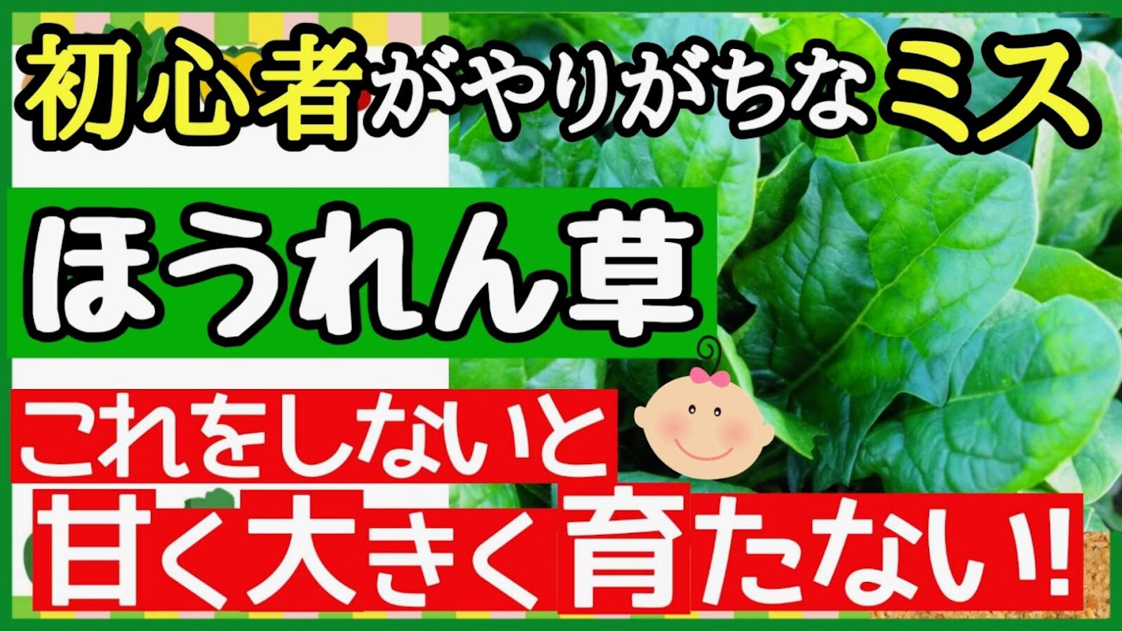 初心者でもできる！甘くて大きいほうれん草の育て方と失敗しないコツ【家庭菜園・プランター】