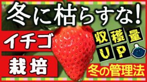 【イチゴ栽培】冬に枯らさない！収穫量を増やす冬越し管理のコツ｜初心者・プランター栽培向けのアイキャッチ