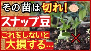 【スナップエンドウ・冬越し対策】初心者向け！美味しい実をたくさん収穫する最強の管理法｜プランター・家庭菜園 