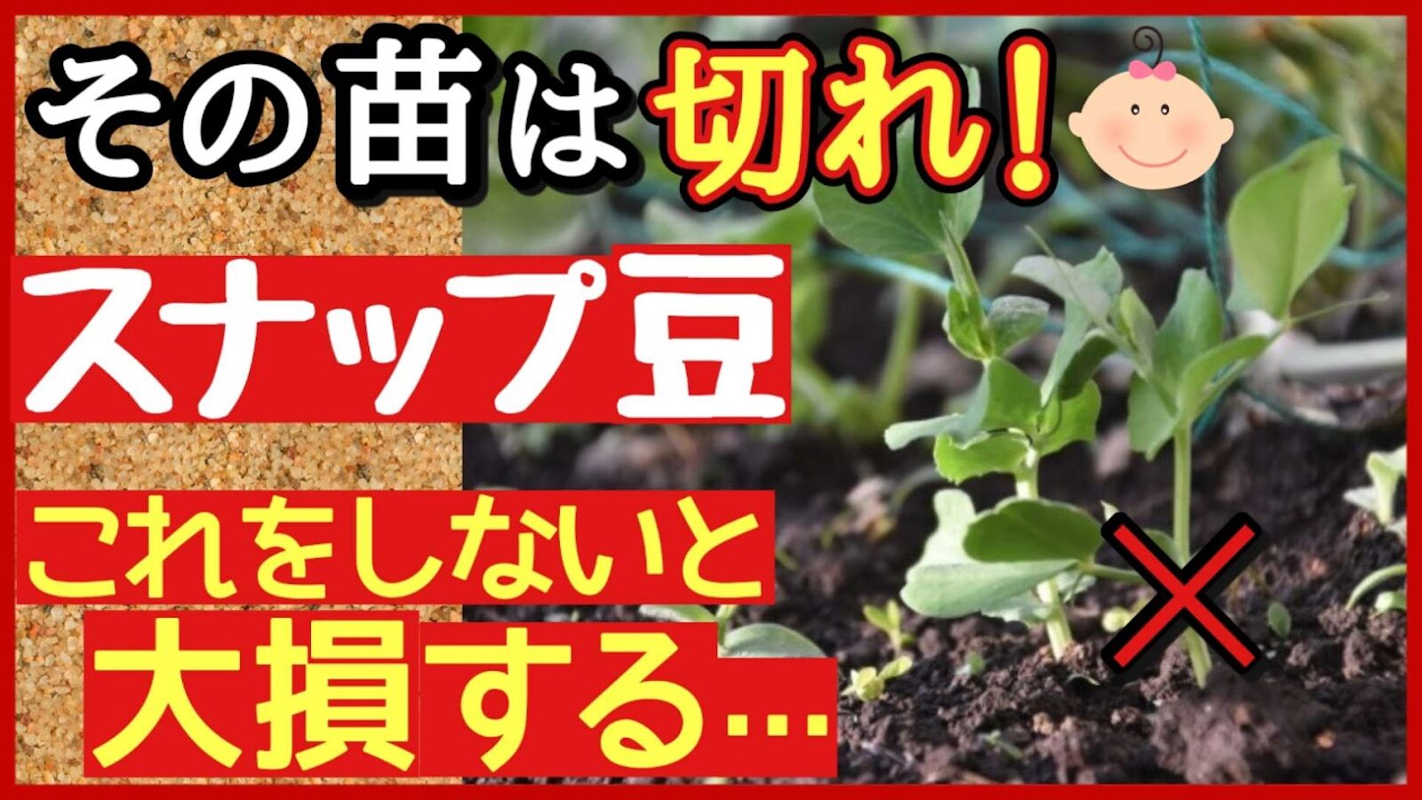 【スナップエンドウ・冬越し対策】初心者向け！美味しい実をたくさん収穫する最強の管理法｜プランター・家庭菜園