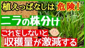 ニラの株分け完全ガイドのアイキャッチ