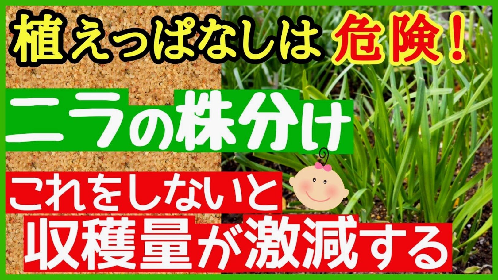 ニラの株分け完全ガイド】一度植えたニラを何年も収穫する方法！初心者