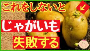【収穫量が変わる】ジャガイモを大きくする土づくりと植え付け完全ガイド（初心者向け）のアイキャッチ