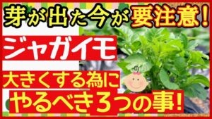 ジャガイモの収穫量を増やす3つの秘策！芽かき・土寄せ・追肥を初心者向けに分かりやすく解説