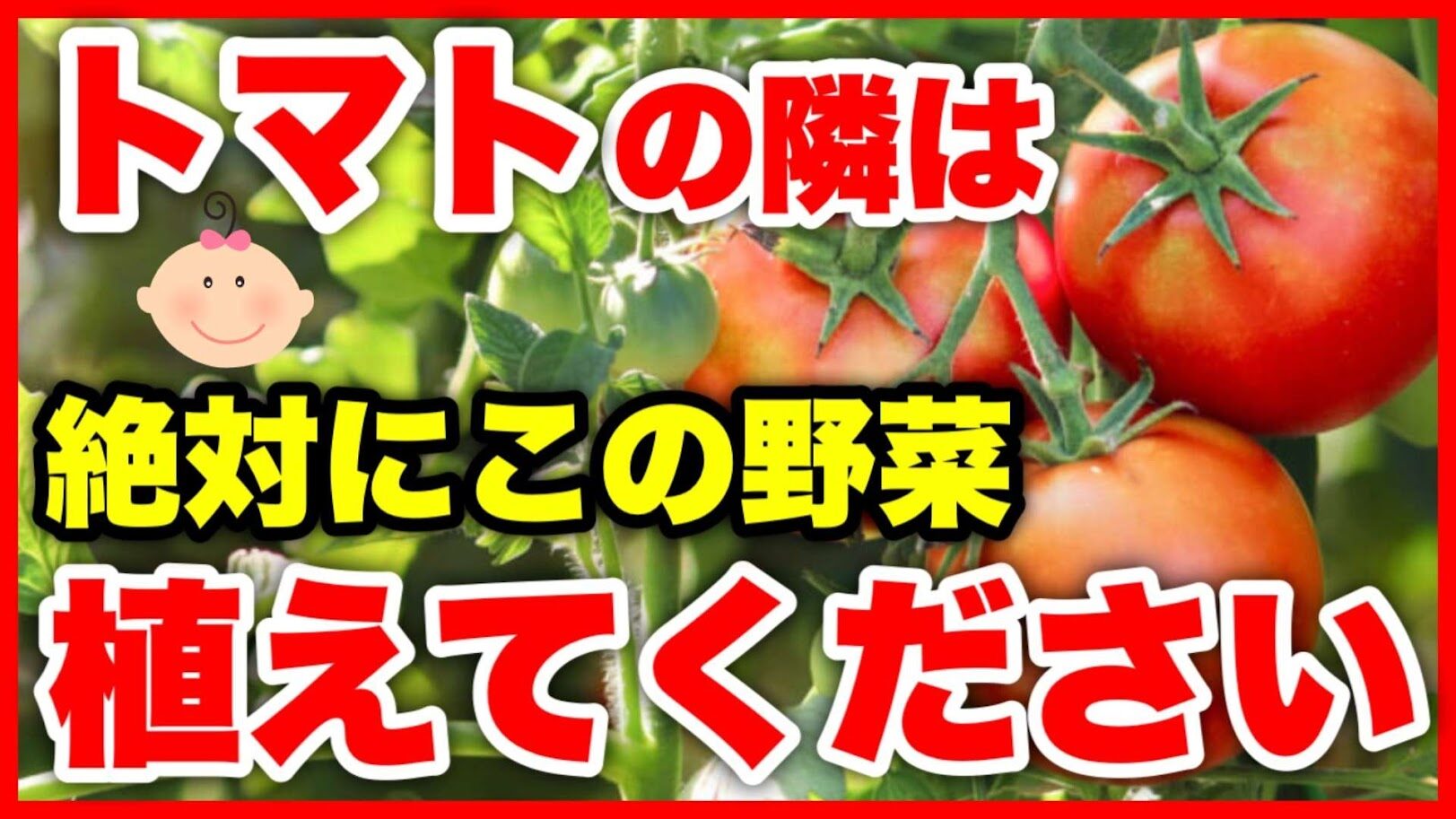 トマトと相性が良い野菜と花を解説するサムネイル