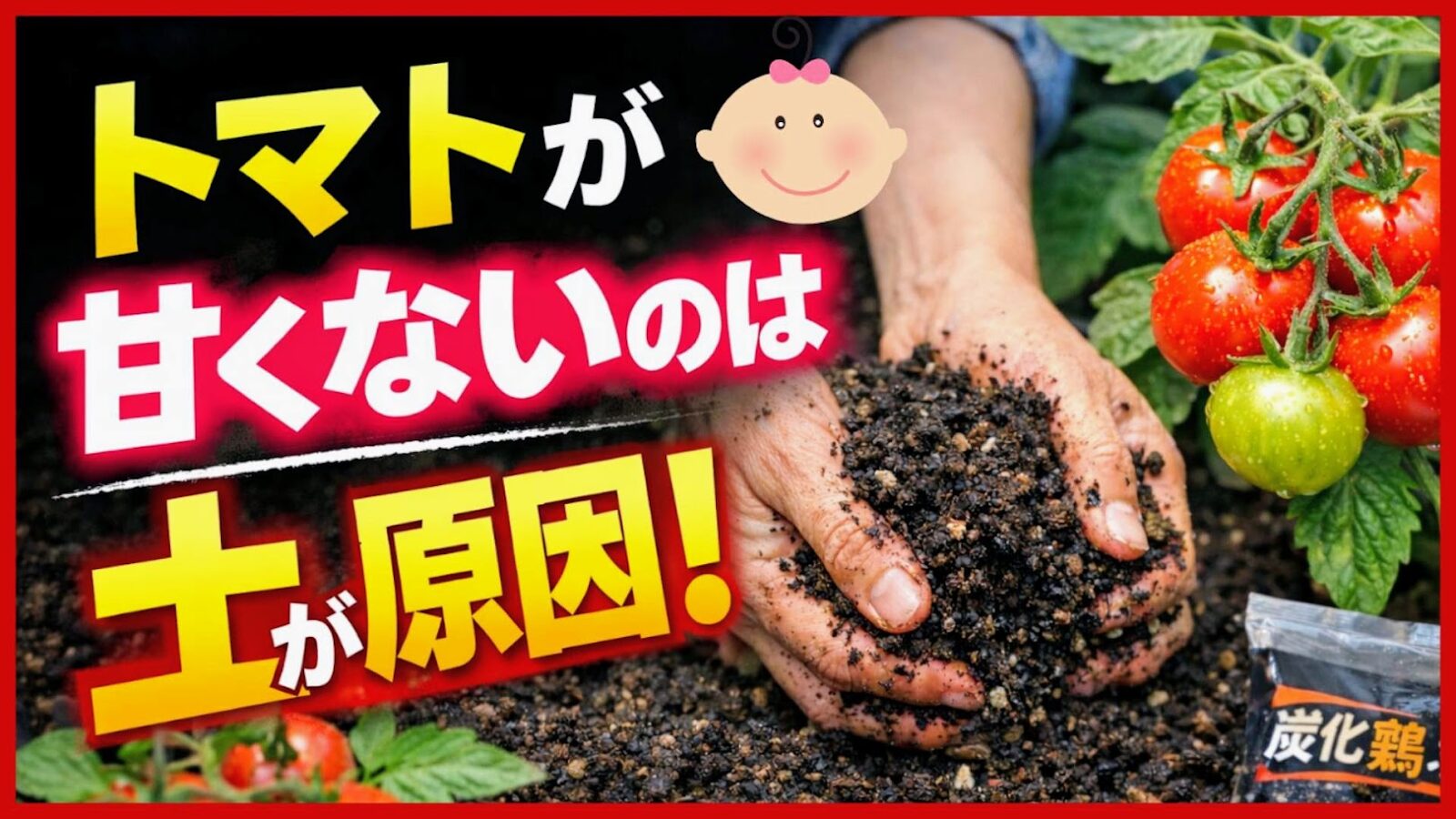 トマトを甘くする土づくり｜炭化鶏ふん・石灰・肥料の使い方｜庭なし 