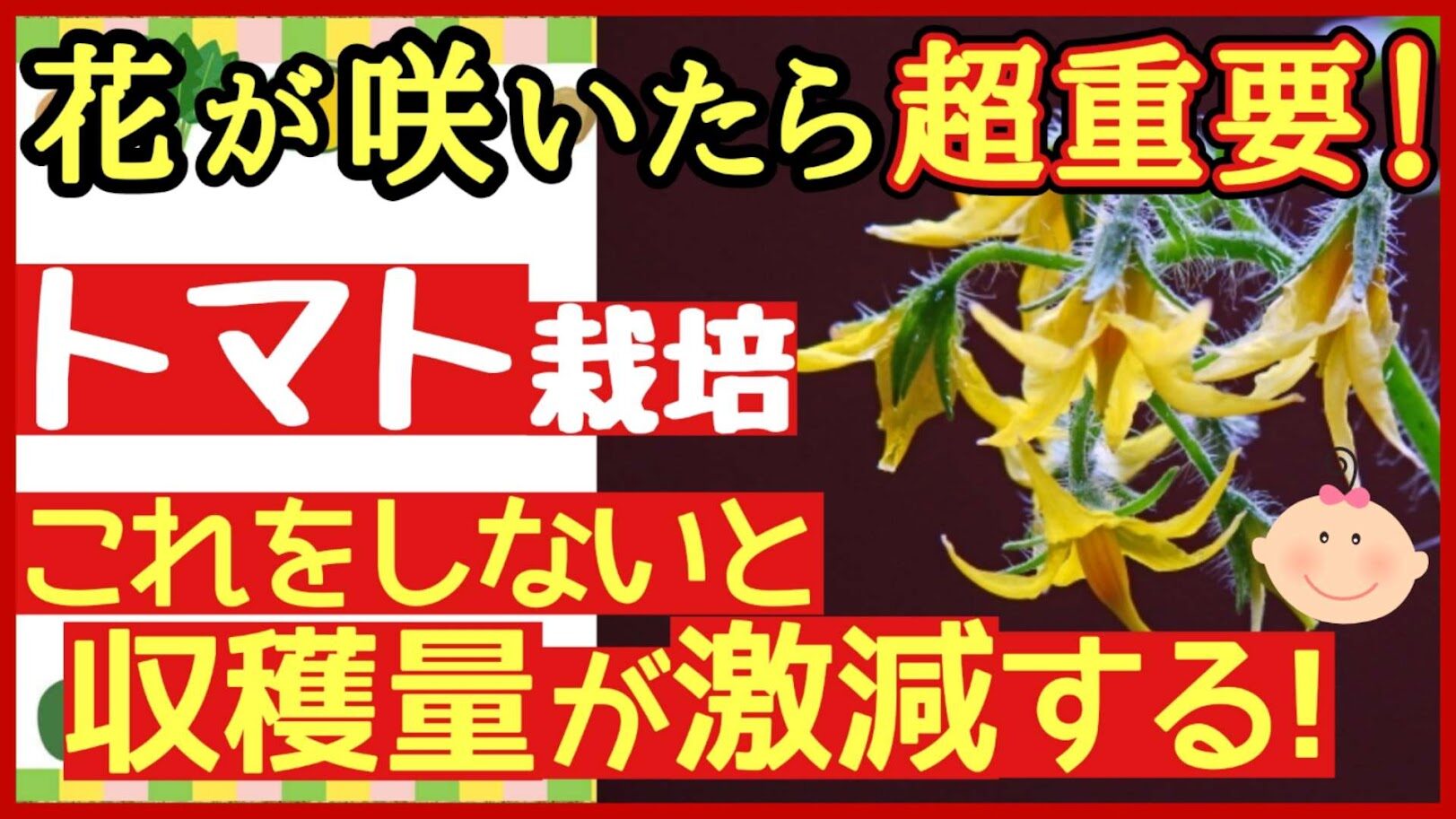 トマトの花が咲いたらやること｜人工授粉・追肥・水やりで実付きを良く