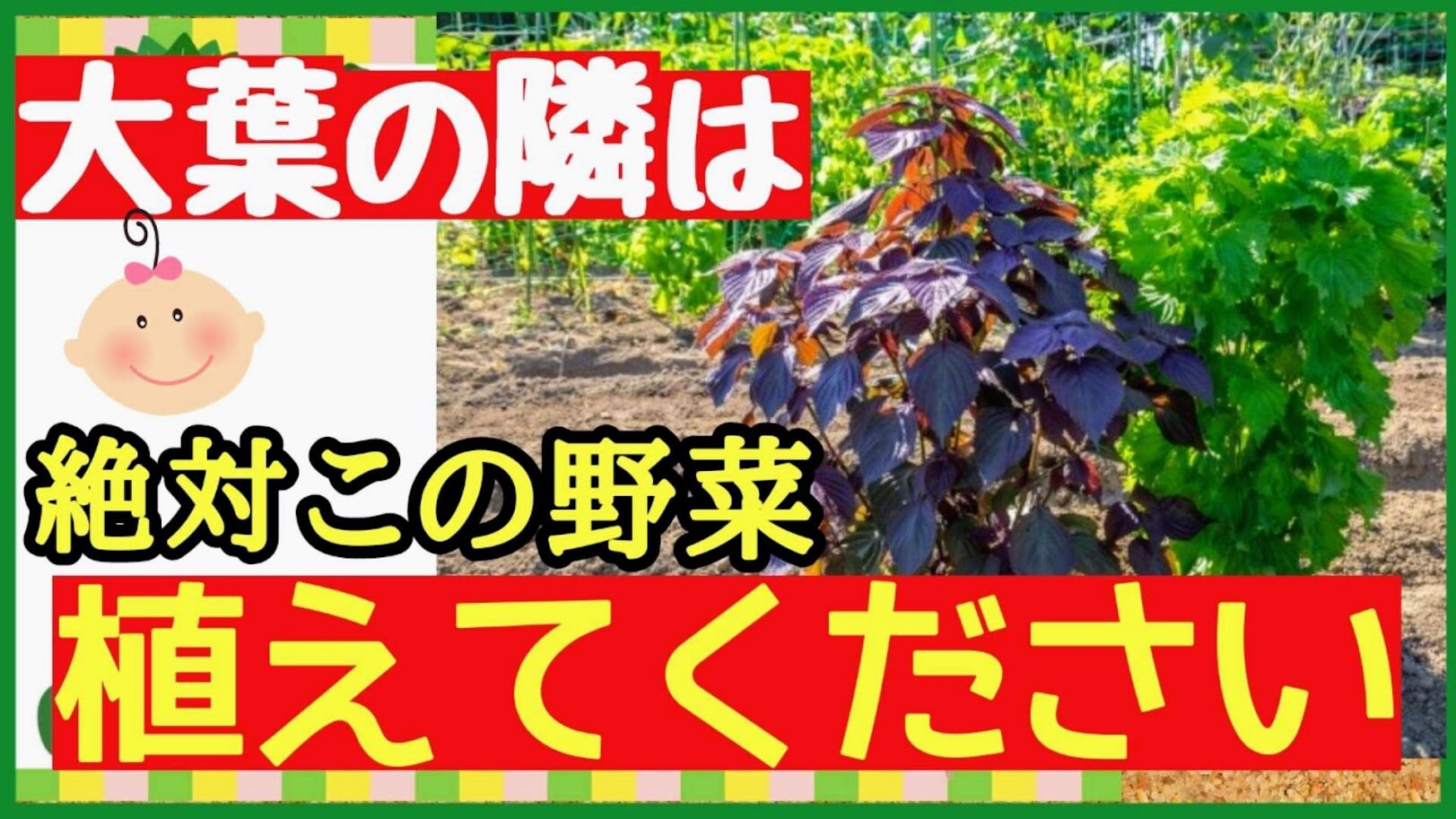 大葉と一緒に植えると相性が良い野菜5選を紹介するアイキャッチ画像