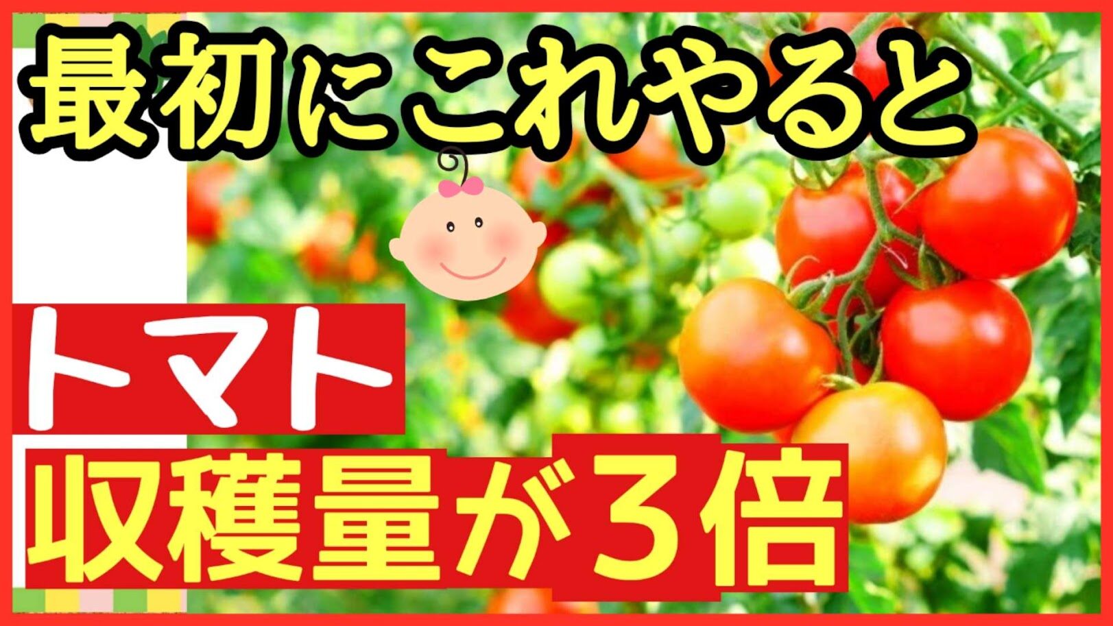 これからトマトの苗を植える方へ