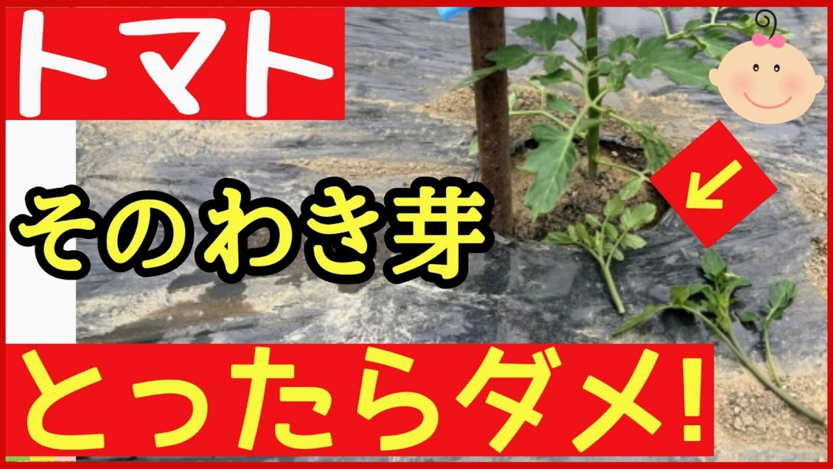 トマトのわき芽は最初に取ると失敗する！？初心者でも失敗しない正しいタイミングと取り方 について