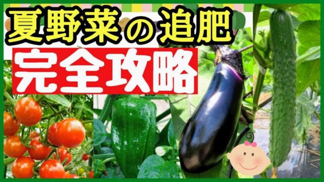 トマト・キュウリ・ナス・ピーマンの追肥タイミングと量の目安