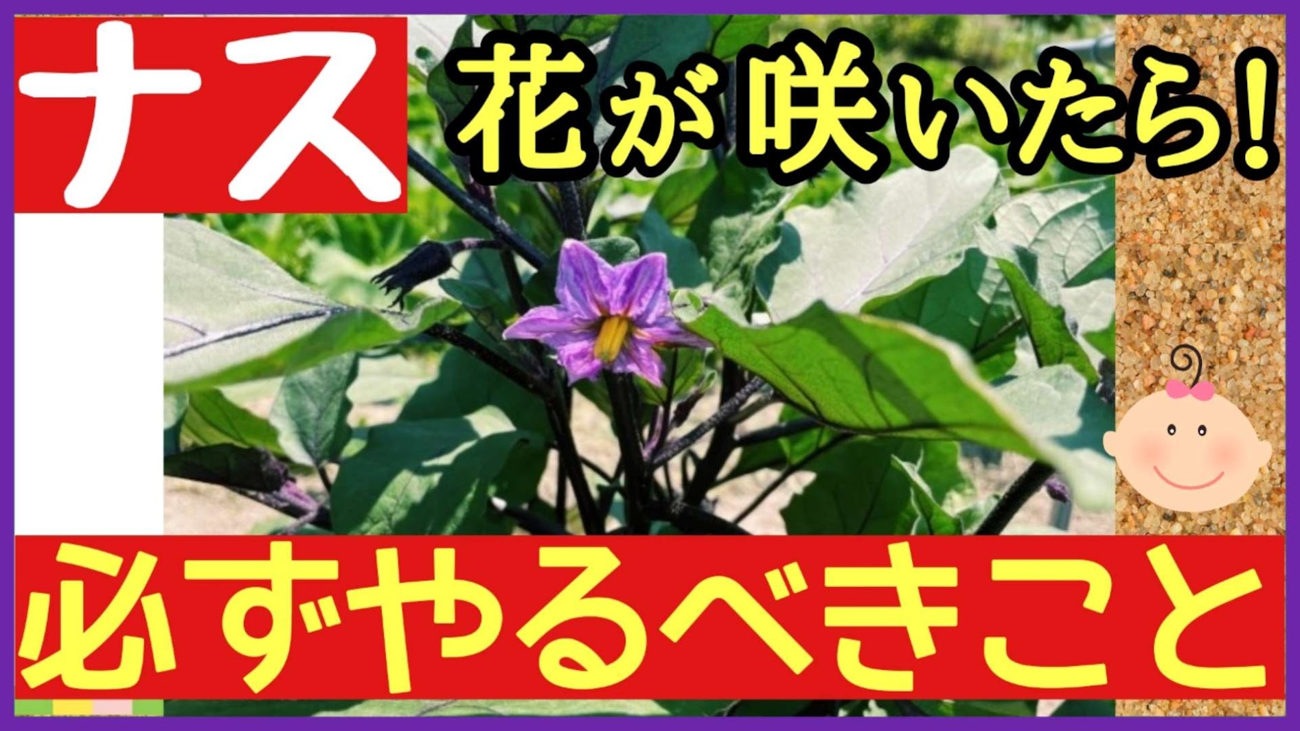 ナスの一番花が咲いたらやること｜わき芽かき・3本仕立て・追肥と水