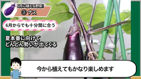 6月植えにおすすめのナス
