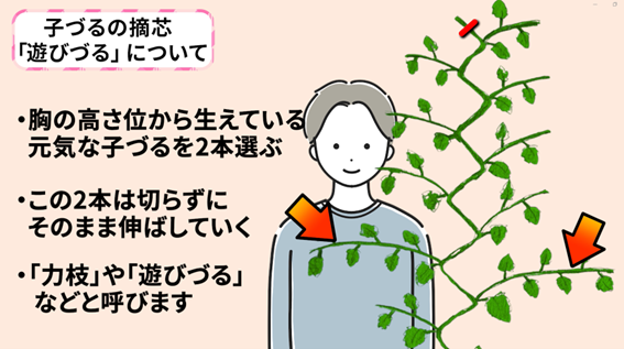 キュウリの子づるを2本選んで伸ばす管理方法を説明する画像